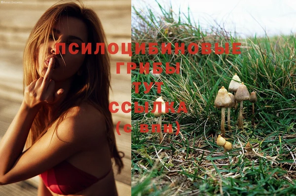 сатива Каменка