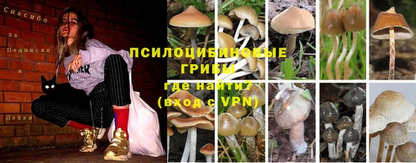 сатива Каменка